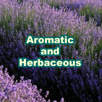 Aromatic_Herbaceous_200x200_en