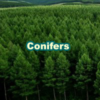 Conifers_200x200_en