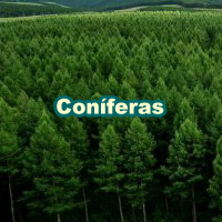 Conifers_200x200_pt