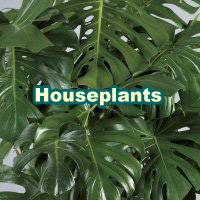 House_Plants_200x200_en