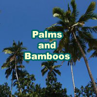 Palms_Bamboos_200x200_en