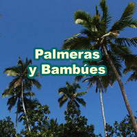 Palms_Bamboos_200x200_es