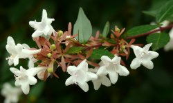 AbeliaGrandiflora_250x150