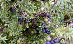 JuniperusCommunisCompressa_250x150