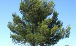 PinusHalepensis_250x150