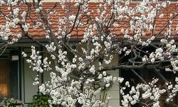 PrunusArmeniaca_250x150