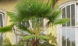 TrachycarpusFortunei_250x150