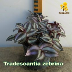 TradescantiaZebrina_1L_20cm_C_450
