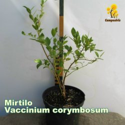 VacciniumCorymbosum_3L_40cm_C_450